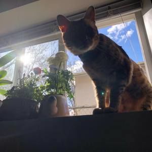 Meet your Posher, Amber